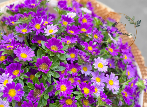 Cốm Flower